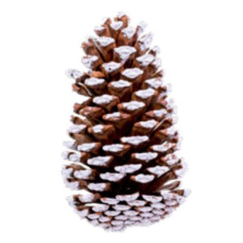 Natural White-Tipped Pinecone Sets